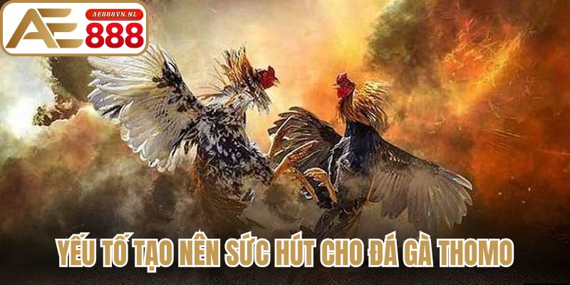 Yếu tố tạo nên sức hút cho đá gà Thomo