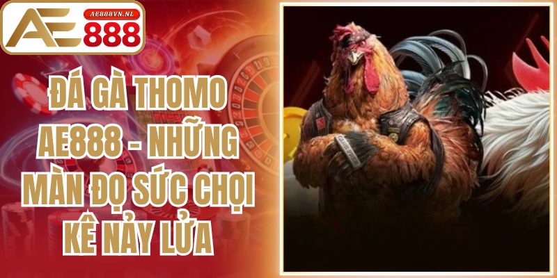 Đá Gà Thomo Ae888 - Những Màn Đọ Sức Chọi Kê Nảy Lửa