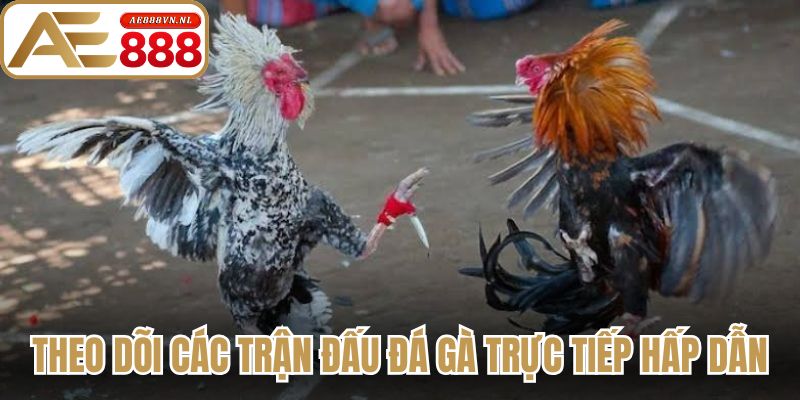 Theo dõi các trận đấu đá gà trực tiếp hấp dẫn