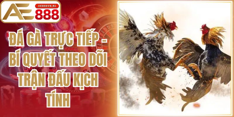 Đá Gà Trực Tiếp - Bí Quyết Theo Dõi Trận Đấu Kịch Tính