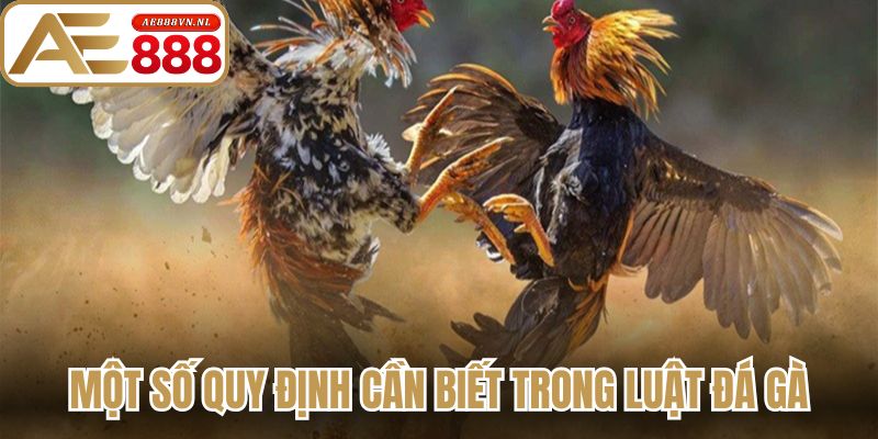 Một số những quy định cần biết trong  luật đá gà